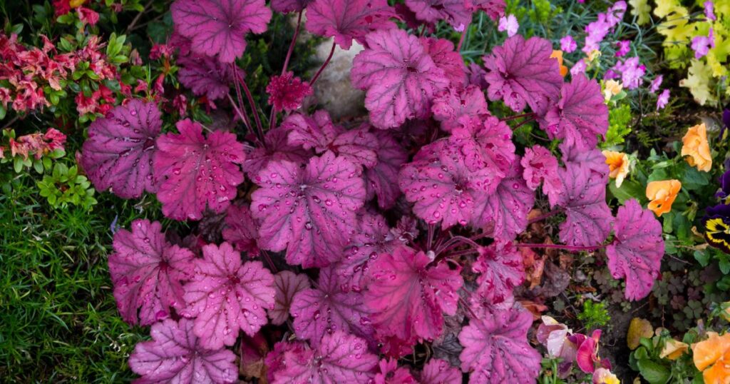 Evergreen Flower Plants
