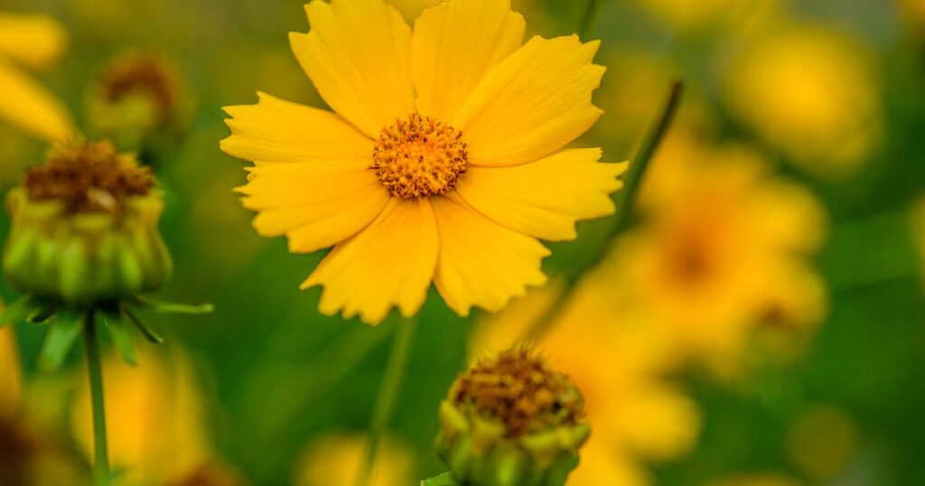 Evergreen Flower Plants