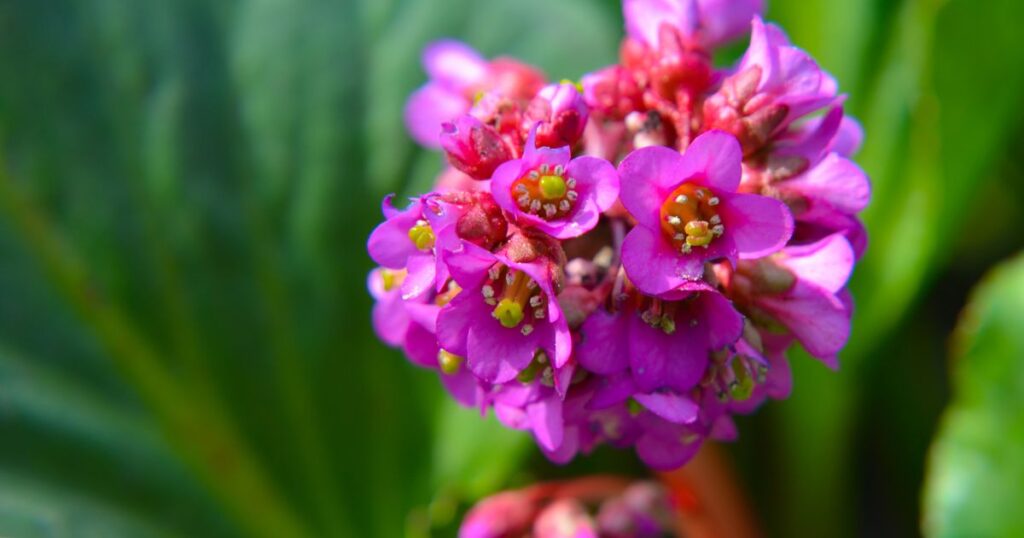 Evergreen Flower Plants