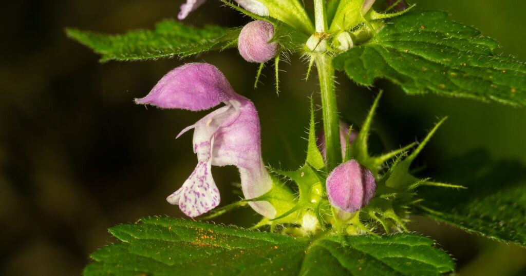 Evergreen Flower Plants