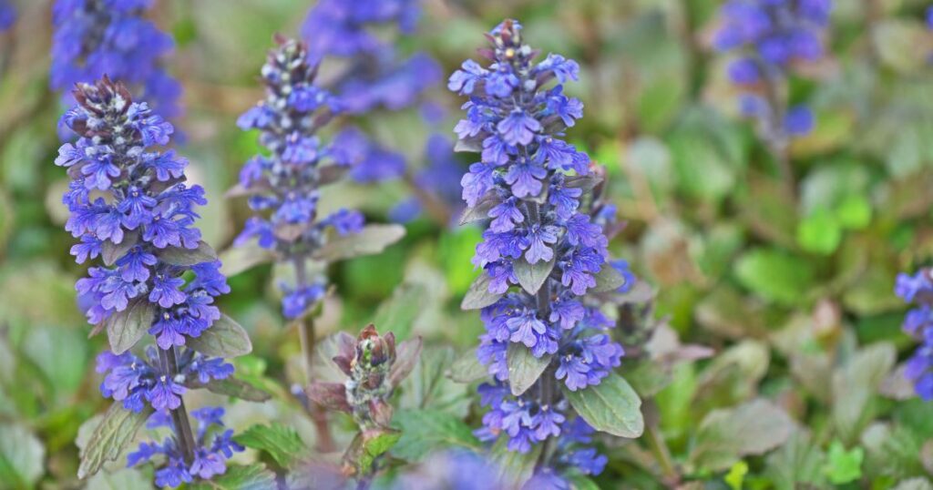 Evergreen Flower Plants