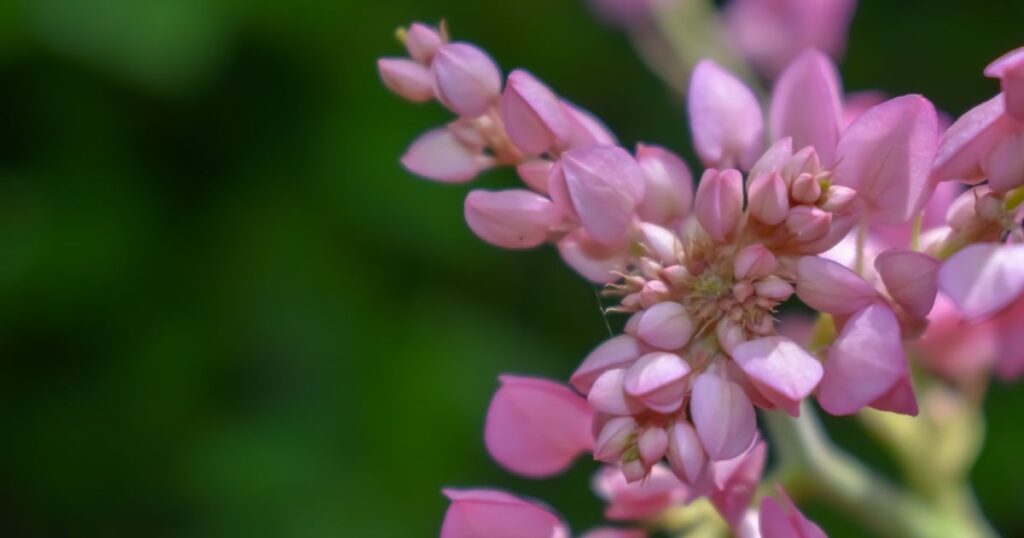 Evergreen Flower Plants 