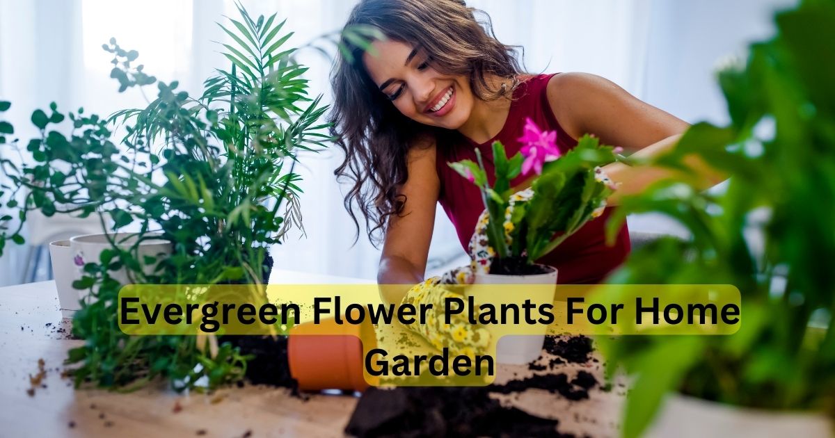 Evergreen Flower Plants