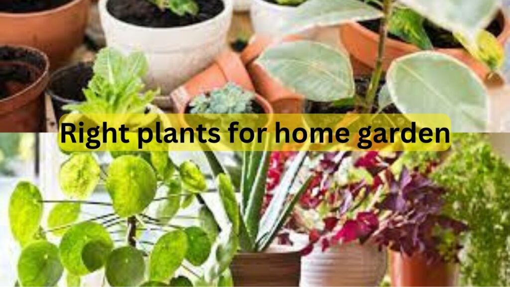  plant a home garden