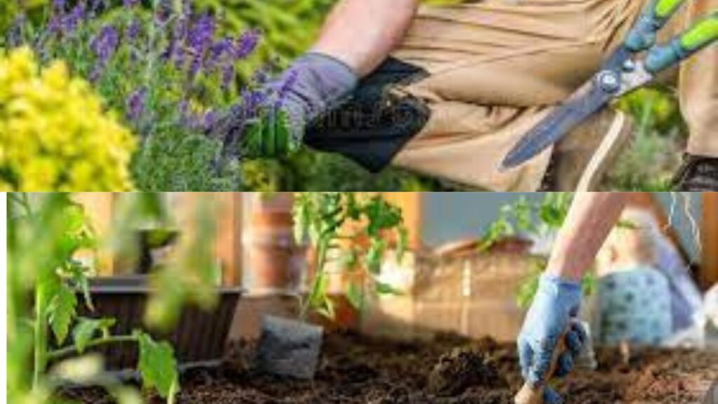 plant a home garden